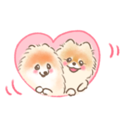 Pomeranian Momo & Haru