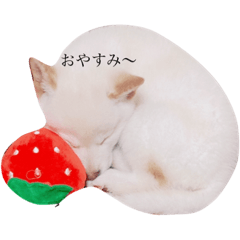 shisoshiba ku