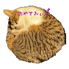 TOMOMI_20230412001702