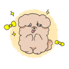 fluffy brown toy poodle