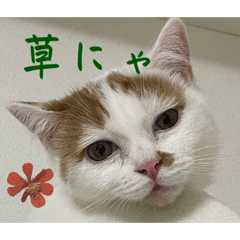 Omochi_20230411155353