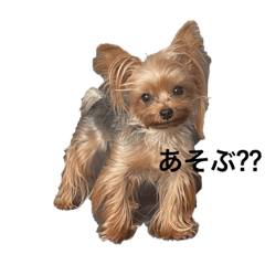 Supimaru_20230412143947