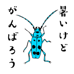 Insect illustration 2023summer