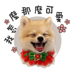 小布丁雞雞叫