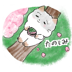 Futomaru cat's spring