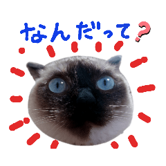 sakura_20230412210458