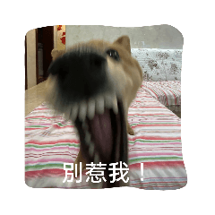 狗狗狗狗旺旺旺