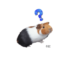 a guinea pig thought...