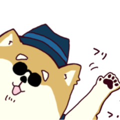 Mister Shiba