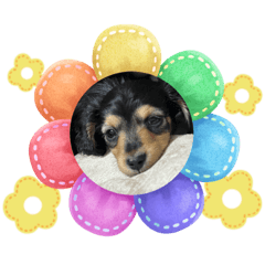 popouru_20230413170638