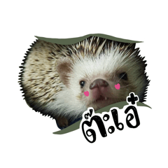 Shinchan Dizzy face Hedgehog