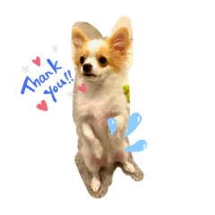 OMO is my dog