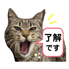 Chibi-chan and Tora-chan cats.