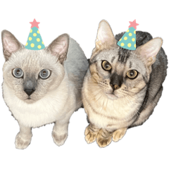 Yukari_20230413232426