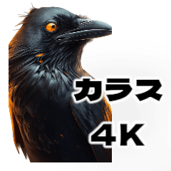 crow 4K
