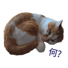 Yun_20230415080612