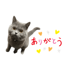 ブリティッシュまろ