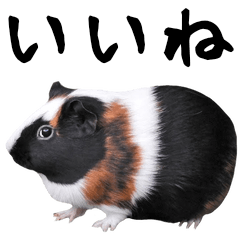 It is a guinea pig photograph