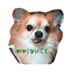 wanko_20230415135235