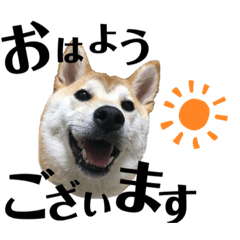komutamp