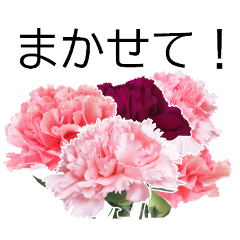 *Flower* Carnation