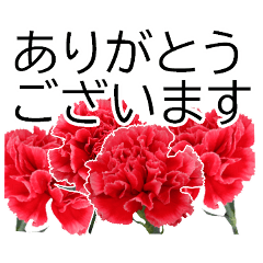 *Flower* Carnation -Polite Ver.-