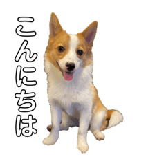 Corgi mix dog PAL