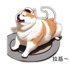 衣衫柴犬（販售版本