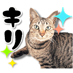 Cat of Roux.<<mokomoko>>