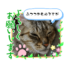 catcat_20230415185024