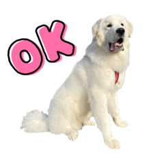 nakai fam_20230415173009