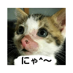 ALiCE_20230415183306