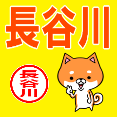 ★長谷川(はせがわ)な柴犬のシバッキー