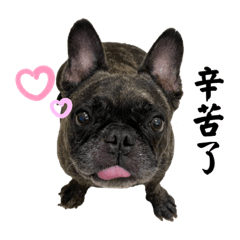 法國鬥牛犬-耶比