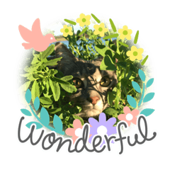 Chico Fall – LINE貼圖 | LINE STORE