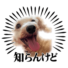愛犬の日常使えるスタンプ