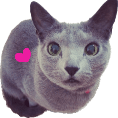 sitato4nyan