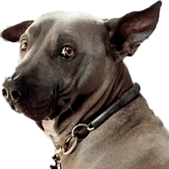 Thai Ridgeback Dog-Money