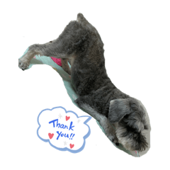 雪納瑞❤️阿皮妹