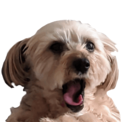 犬の気持ち.2023.4