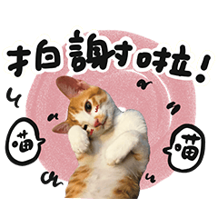 TAWAA-CatShelter01