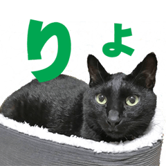'Nyui' Black Cat's sticker