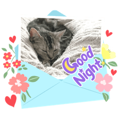 あずきという猫