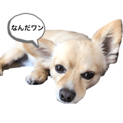 suzu_20230417231506