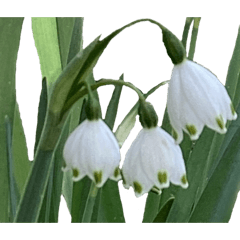 スノーフレーク（鈴蘭水仙）は春の花