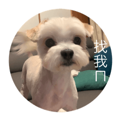 小提摩