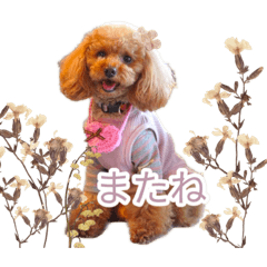 ♡COCOA & AZUKI♡