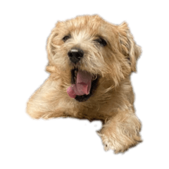 Gajumaru the Norfolk Terrier