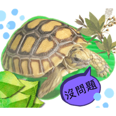 小瓜-蘇卡達+豹龜