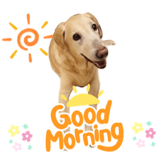 Labrador Retriever Lei's Daily Words